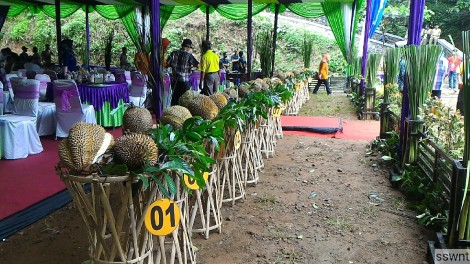 Lomba Durian 160131