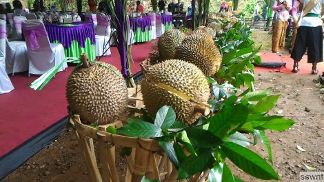 Durian Rindu 160131