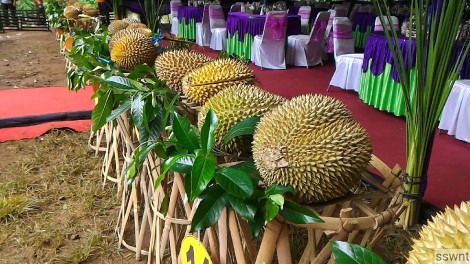 Durian Ijo 160131